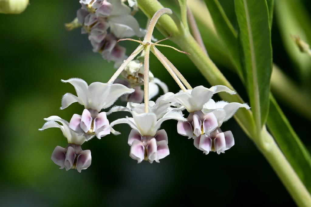 2025-08270183 Tower Hill Botanic Garden, MA.JPG - Baloon Plant (Gomphocarpus physocarpus). New England Botanic Garden at Tower Hill, MA, 8-27-2025
